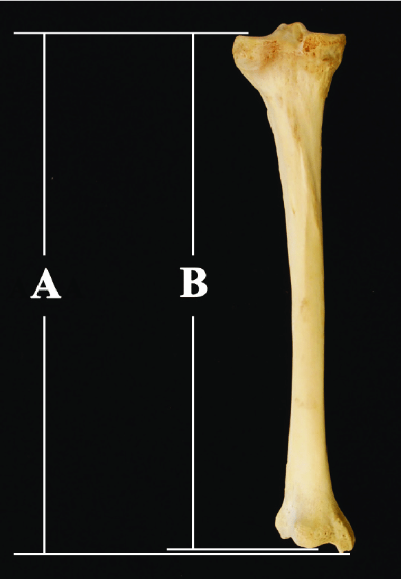 A為Trotter定義的tibia maximum length