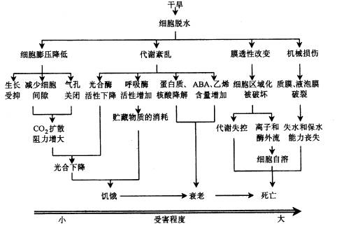 抗旱性的原理