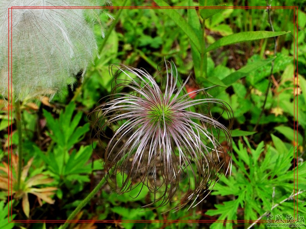 白頭翁亞屬植物