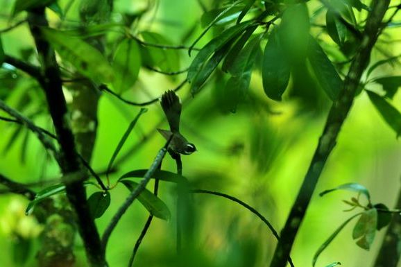 豬油果亞科