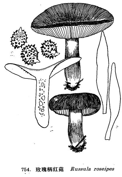 玫瑰柄紅菇