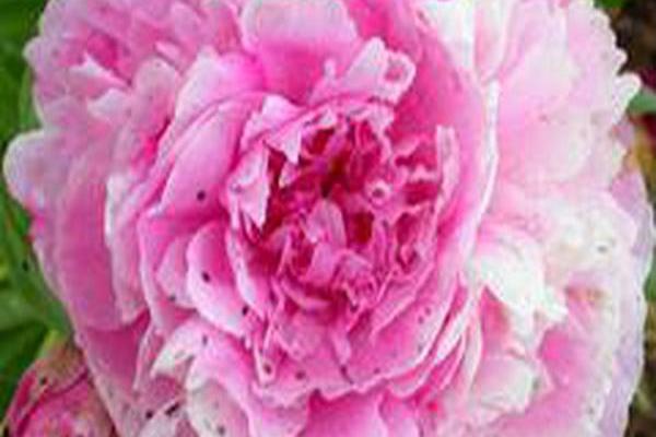 Paeonia lactiflora \x27Kinda Cute\x27