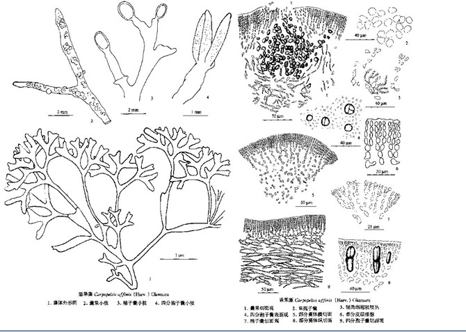 盾果藻