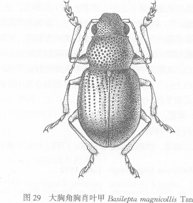 棕筒胸肖葉甲