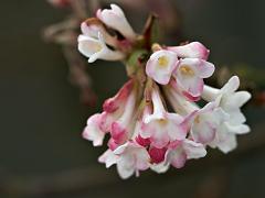 viburnum_charleslamont莢迷花