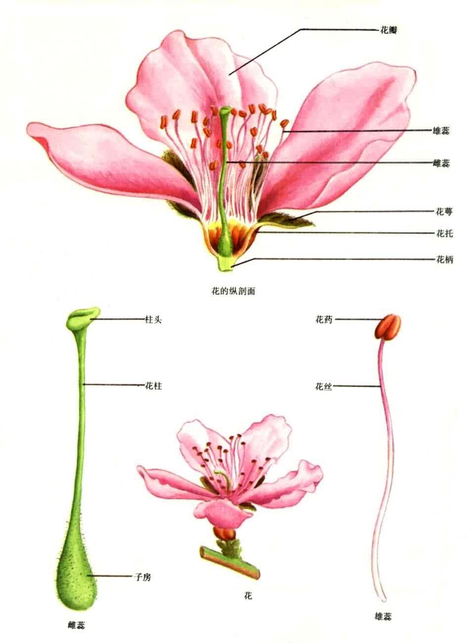 花香(花的香氣)