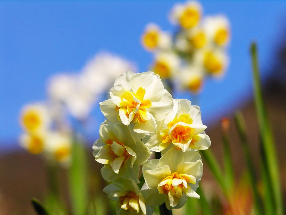 凌波仙子(薔薇屬栽培品種)