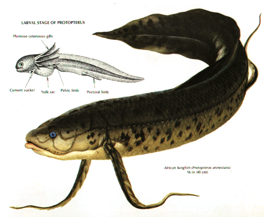 澳洲肺魚