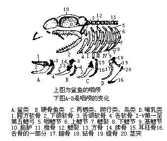 鰓骨