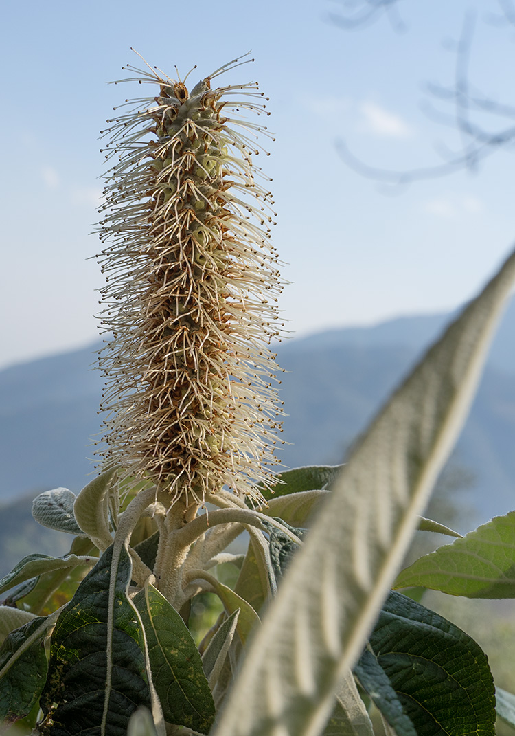 高山黑蜜