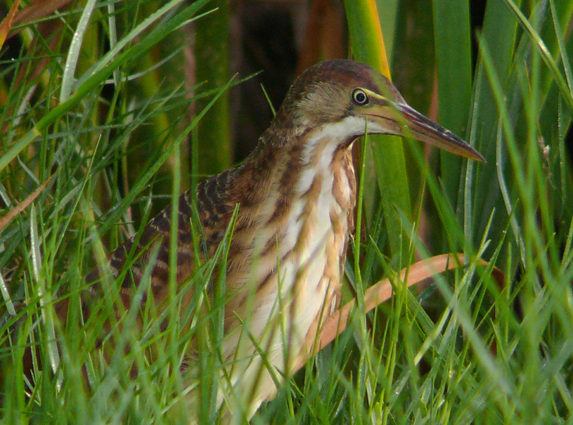 紋背葦鳽