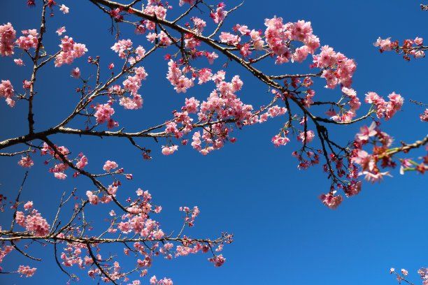 仙居屋櫻花