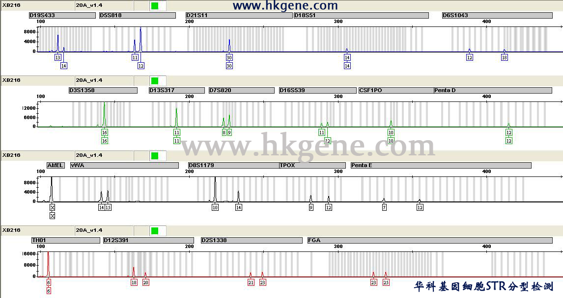 細胞STR分型基因掃描圖譜