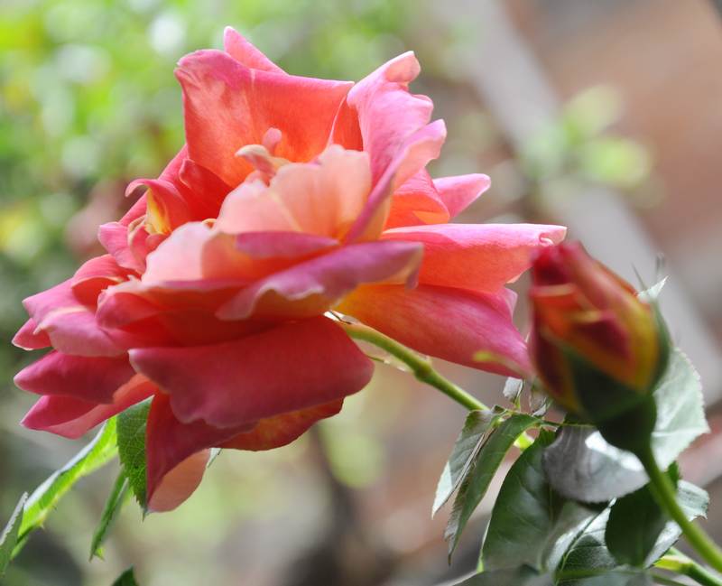 金背大紅(薔薇屬月季栽培品種)