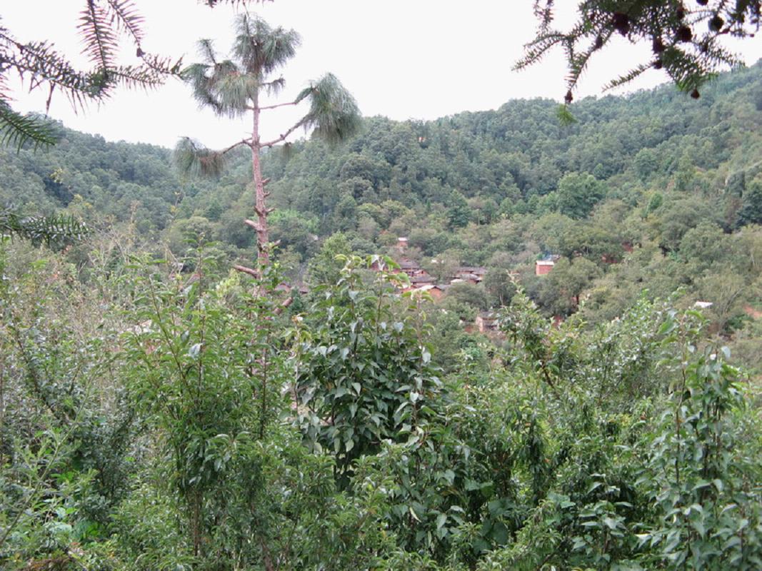 大丫口村(雲南紅河蒙自縣西北勒鄉下轄村)