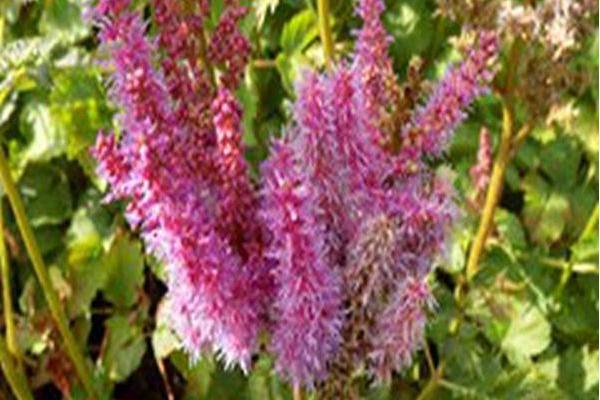 Astilbe chinensis \x27Purpurkerze\x27 PURPLE CANDLE