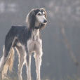 東非獵犬