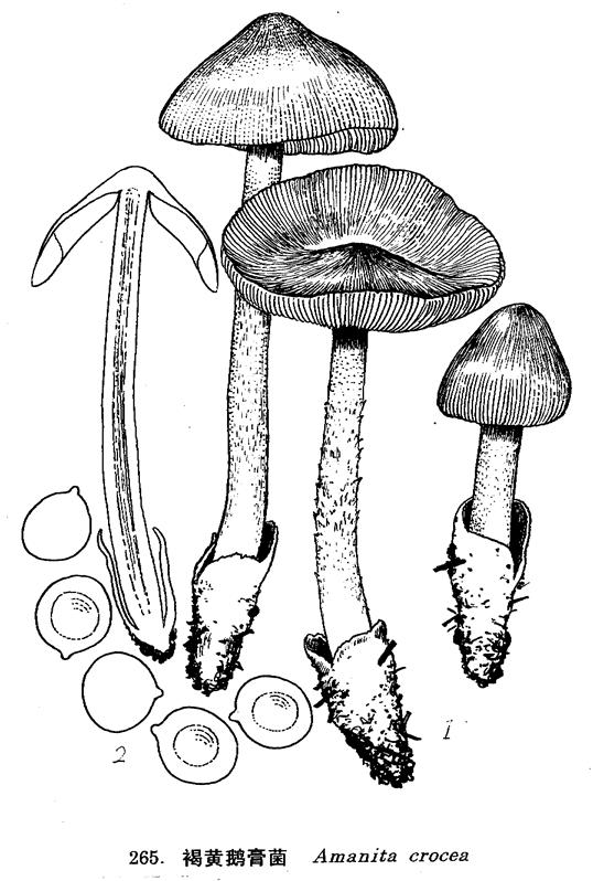 鵝膏菌菌體模擬圖