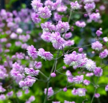 Thalictrum delavayi \x27Hewitt\x27s Double\x27