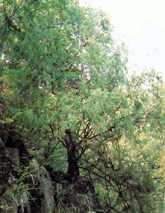 大巴山脈(大巴山主峰)