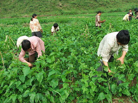 小橋自然村