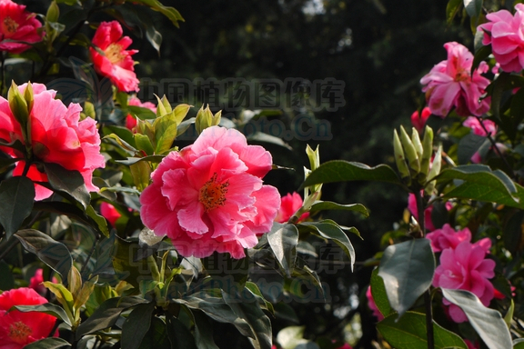 紅花油茶昌寧家系21號