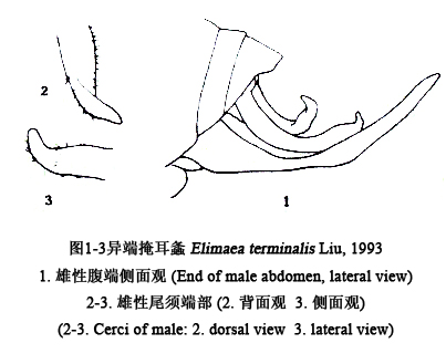 異端掩耳露螽