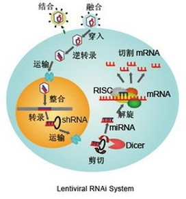 慢病毒載體