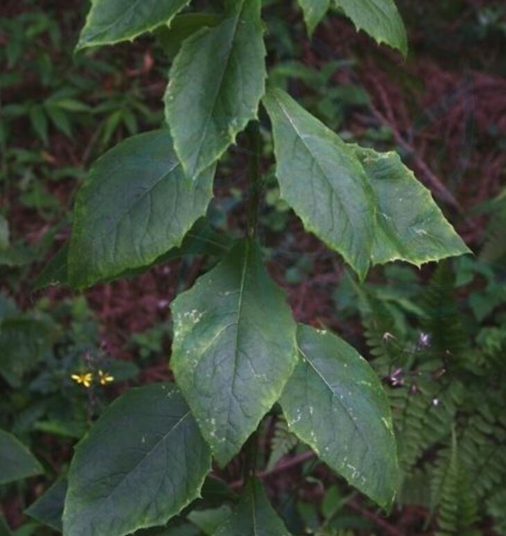 高大翅果菊