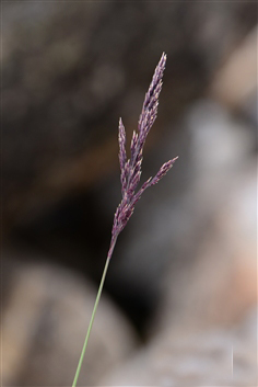 糙野青茅