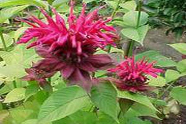 Monarda \x27Mahogany\x27