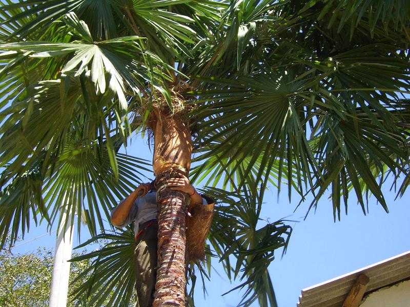 荒田山自然村棕櫚種植