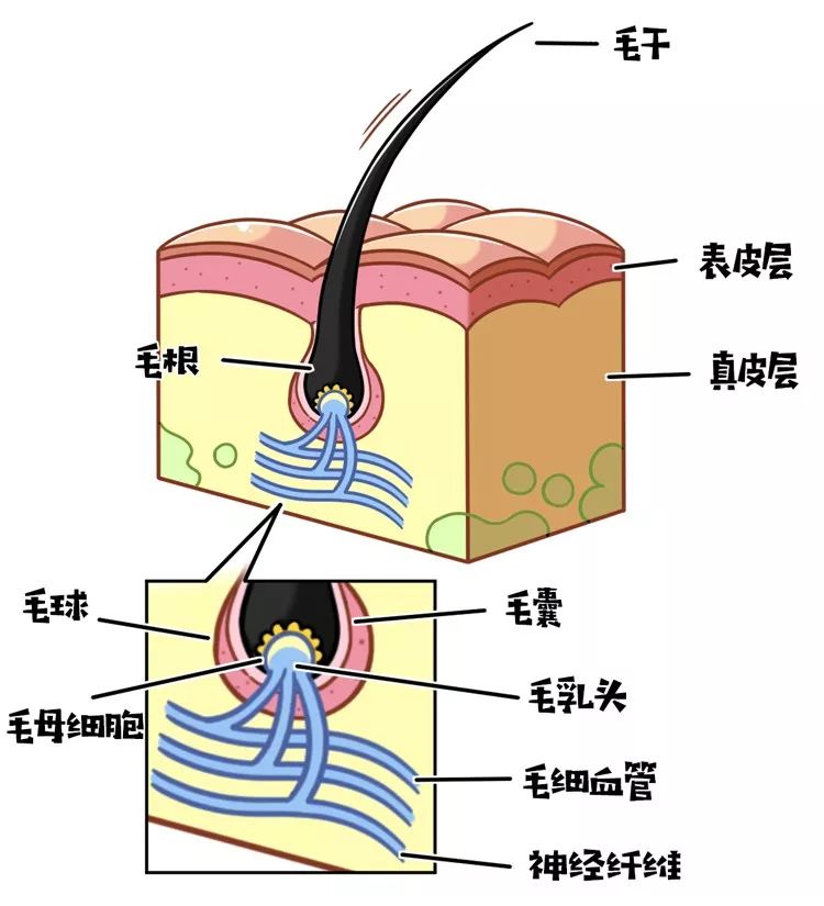 自己嚇自己？為什麼年輕人越來越在意這個身體構造？