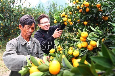 龍頭鎮蜜桔