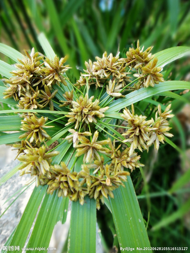 少花水莎草（變型）