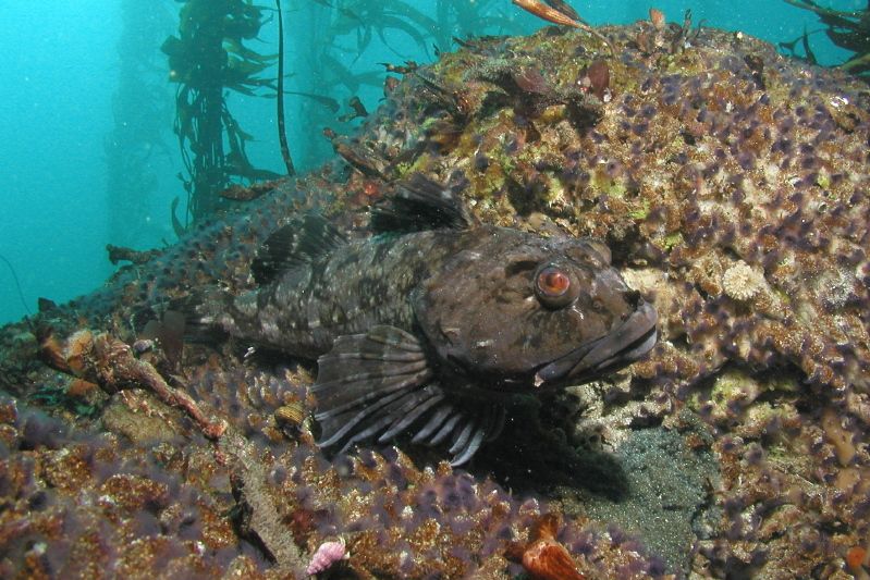 䲁杜父魚亞科