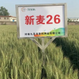 新麥26