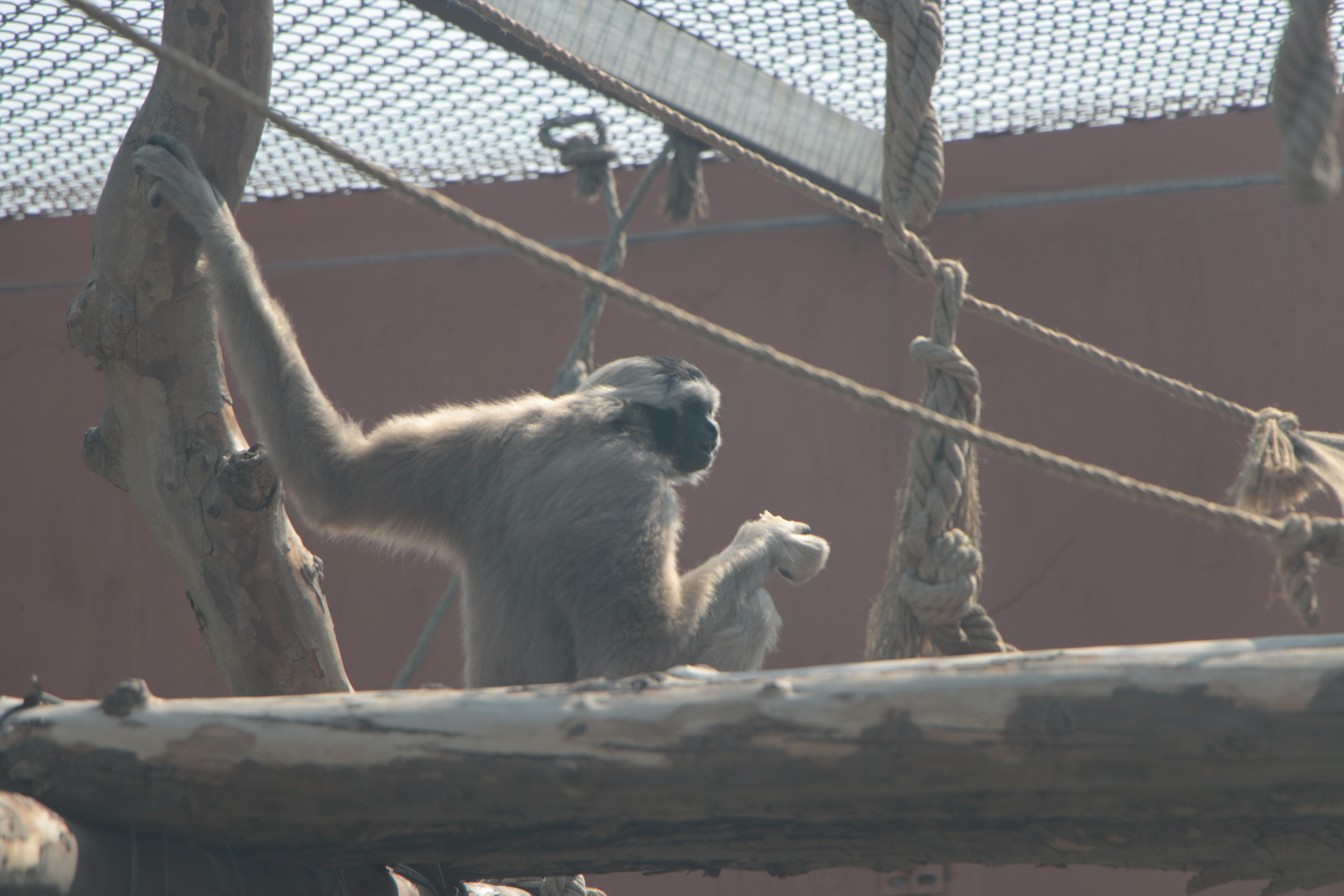 宿州野生動物園