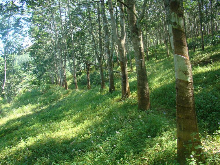 大竹林自然村(雲南省昭通昭陽區布嘎鄉迎水村大竹林自然村)