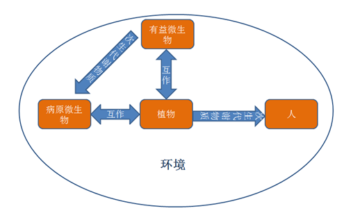 研究領域與方向：植物與微生物互作及其次生代謝物質研究