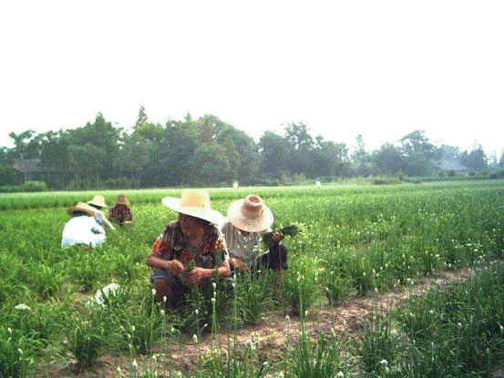 農田除草