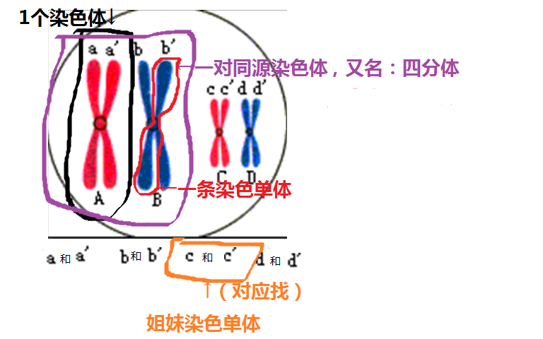 姐妹染色單體(姊妹染色單體)