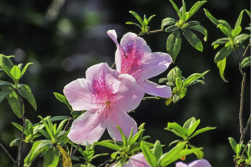 錦華1號