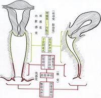 女性陰道內勃起圖