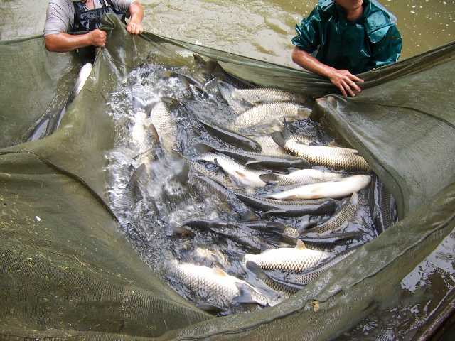 官垌草魚