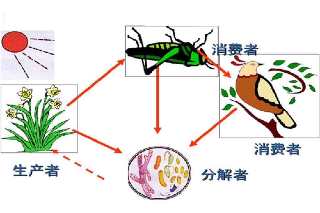 生態系統信息傳輸