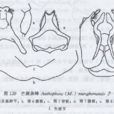 芒康條蜂