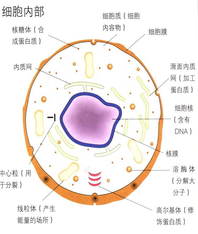 細胞質