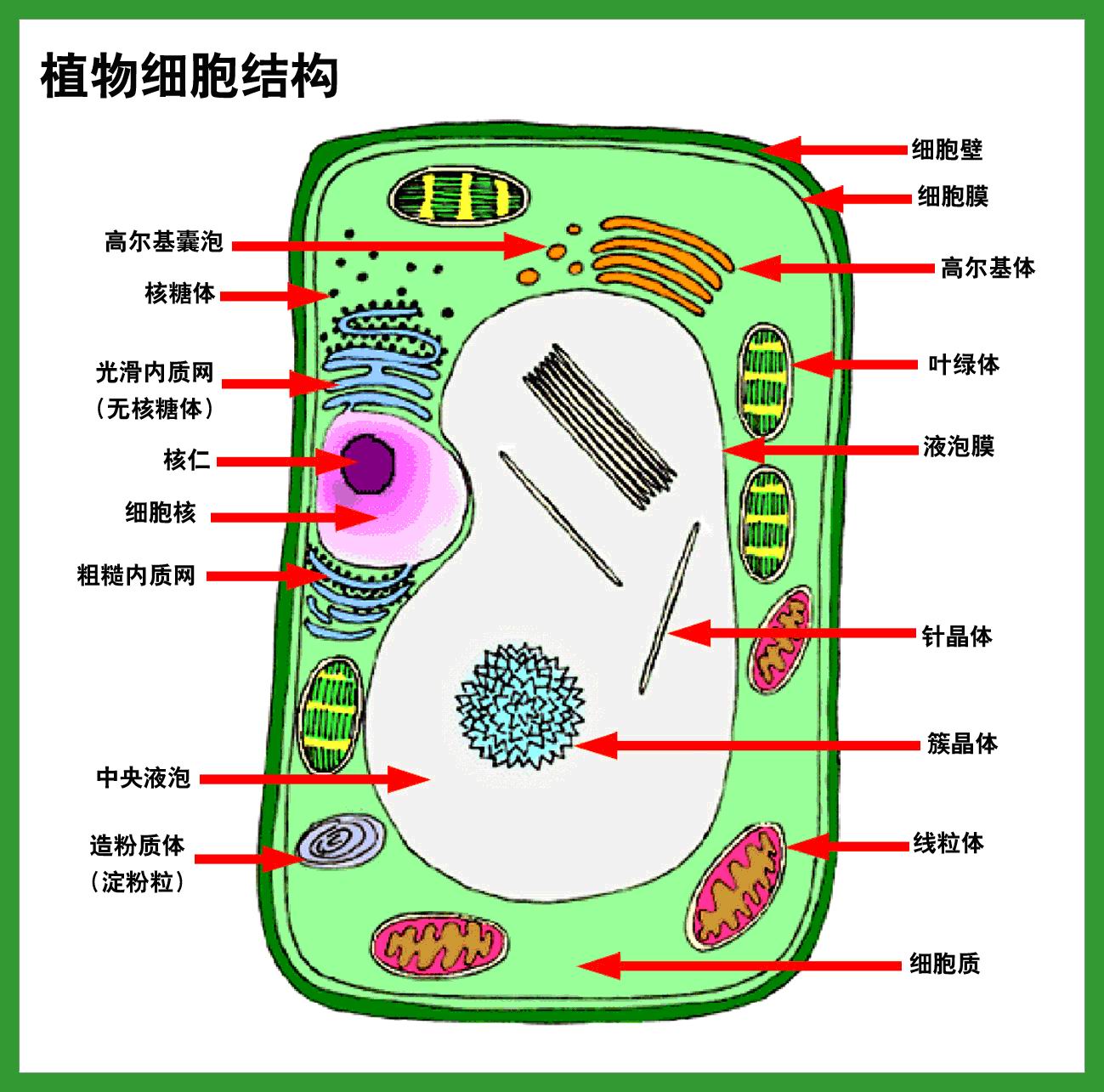 植物細胞