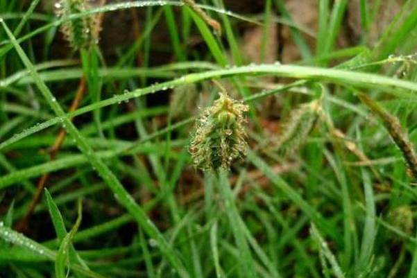 五台山薹草(五台山苔草)